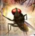Eega budget more less same as a big hero movie budget