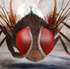 Eega success helps Indian Animation industry?