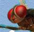 Cartoon : Will Eega make the 'Oscar' race?