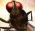Eega continues to make records