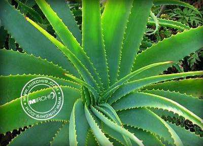 Aloe-vera-advantages