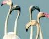 Hyd no longer a destination for Migratory Birds!