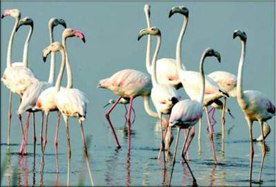 migratory-birds-in-hyd