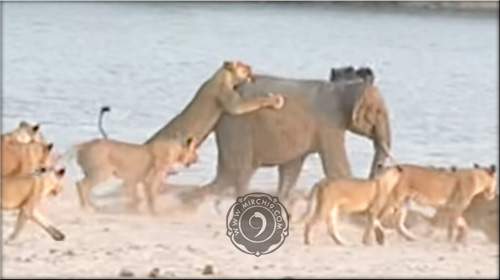 lionese-elephant-fight