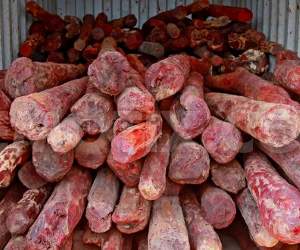 red sander andhra pradesh auction