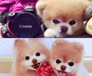 pet pages in facebook