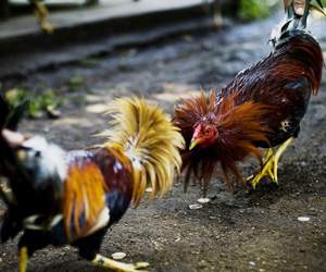 cock fights in villages