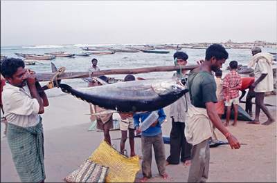 fishing horbour in vizag