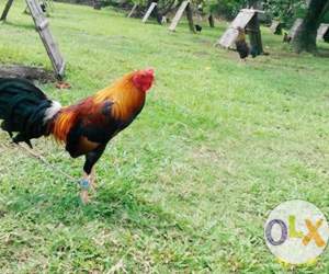 roosters online available