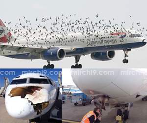 Birds continue to pose risk for Planes!