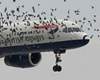 Birds continue to pose risk for Planes!