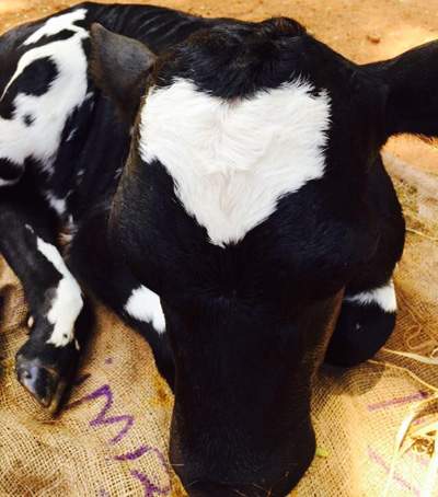 new cow in ram charan farm