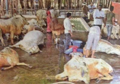 17 cows dead in vijayawada kanakaduraga gosala