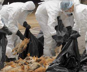 bird flu telangana