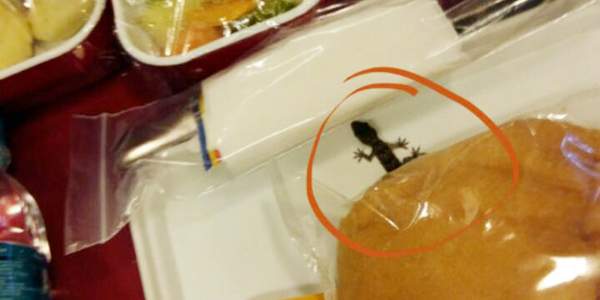 Lizard in Air India's in-flight meal