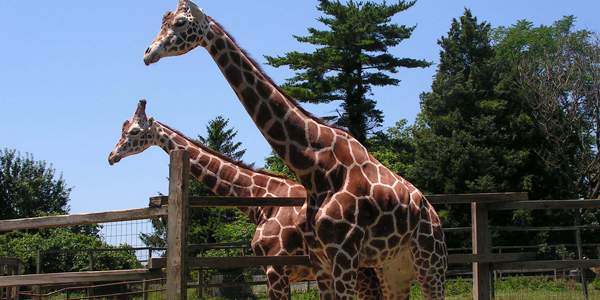zoo park in AP capital Amaravati