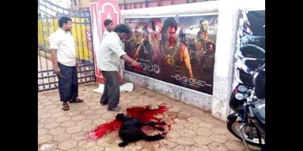 prabhas fans slaughtered goat at theater