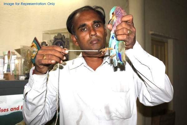 This Dussehra, Telangana State Bird is in danger!