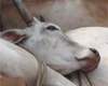 Cow slaughter may kindle strife in Hyd