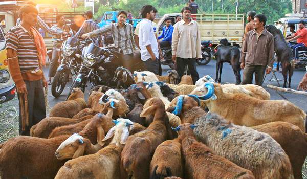celebrity goats sale for bakrid