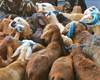 celebrity goats sale for bakrid