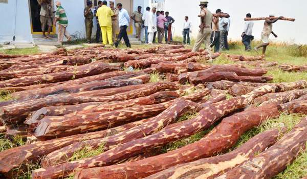 chandrababu decision on red sanders smuggling
