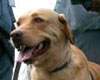 Telangana Dog Squads to Amaravati