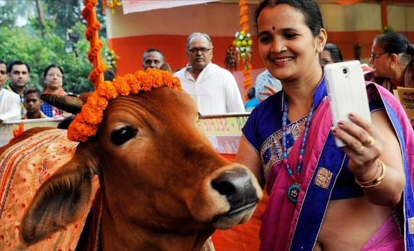 SelfieWithCow campaign