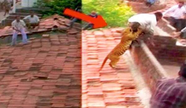 sudden-Leopard-attack-video-goes-viral-on-whatsapp