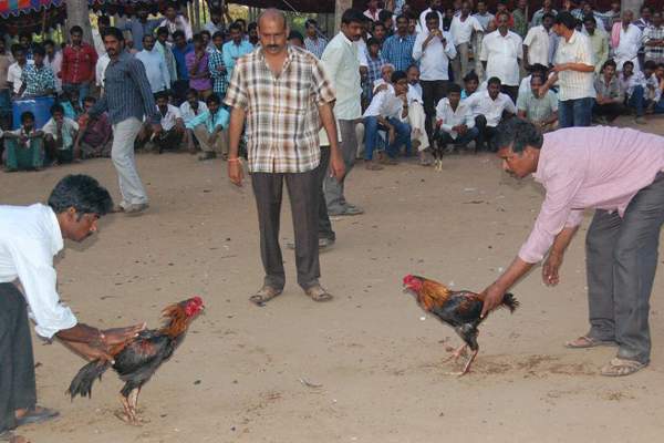 Sankranthi Cock Fights to be banned in AP?