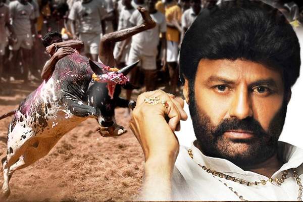balakrishna is enjoying at  jallikattu