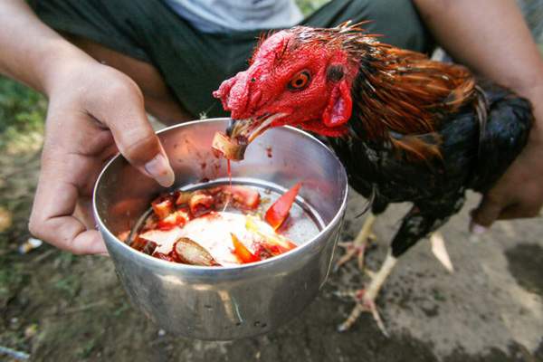 Sankranthi Fighter cocks eats Lakhs!