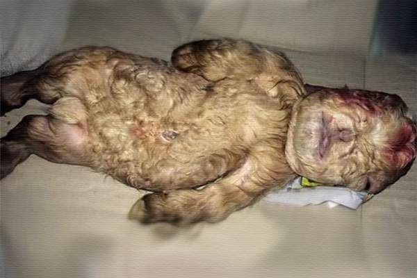 Goat Born With Human Face in Southern Malaysia.