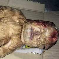 Goat Born With Human Face in Southern Malaysia.