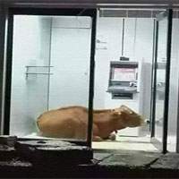 cow in atm due to heat waves in tamilnadu