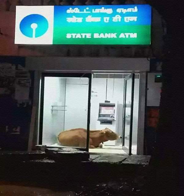 cow-in-atm-tamilnadu