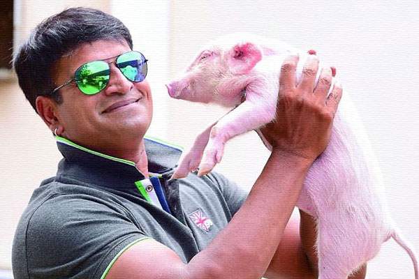 Ravi Babu Piglet, Ravi Babu Piglet Movie, Ravi Babu Piglet Movie Release, Ravi Babu Piglet Movie Budget, Ravi Babu Piglet Movie Date, Ravi Babu Piglet CG work 