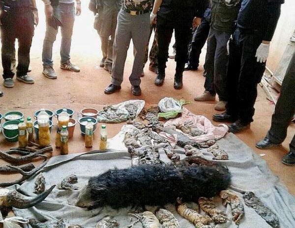 dead tigers freezer temple thailand