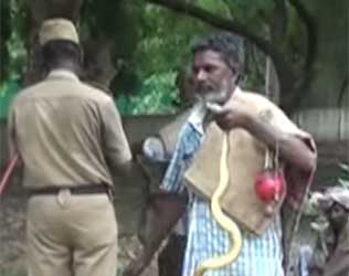 Kanchipuram, Kanchipuram Sugar Factory, Kanchipuram Sugar Factory Snakes, Kanchipuram Sugar Factory 1000 Snakes, Kanchipuram Sugar Factory ferocious Snakes, Kanchipuram Sugar Factory Wild Snakes, Kanchipuram Sugar Factory Venomous Snakes, Kanchipuram Sugar Factory Poisonous Snakes
