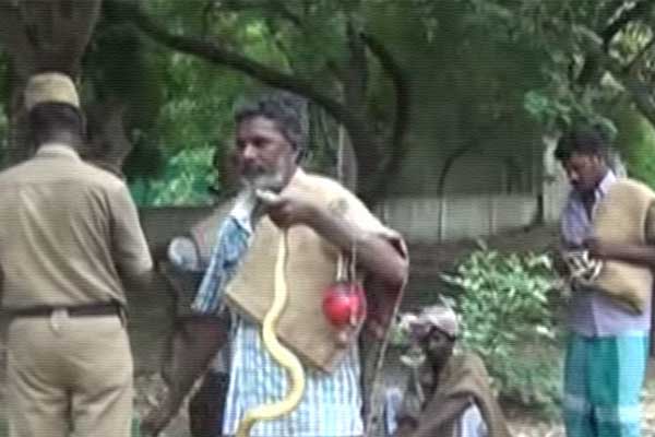Kanchipuram, Kanchipuram Sugar Factory, Kanchipuram Sugar Factory Snakes, Kanchipuram Sugar Factory 1000 Snakes, Kanchipuram Sugar Factory ferocious Snakes, Kanchipuram Sugar Factory Wild Snakes, Kanchipuram Sugar Factory Venomous Snakes, Kanchipuram Sugar Factory Poisonous Snakes