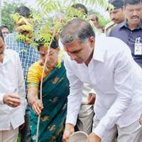 Harish Rao, Harish Rao Nalla Vagu Haritha Haram, Minister Harish Rao Nalla Vagu Haritha Haram, Telangana Minister Harish Rao Nalla Vagu Haritha Haram, Irrigation Minister Harish Rao Nalla Vagu Haritha Haram