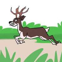 Salman Khan, Salman Khan Chinkaras, Salman Khan Chinkaras Case, Salman Khan Chinkaras Court Relief, Salman Khan Acquitted Chinkaras