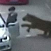 Tiger Attacks Woman,Tiger Attacks Woman Video China,Tiger Attacks Woman Viral Video, Tiger Attacks Woman Video Beijing Safari Park,Tiger Mauled Woman Video