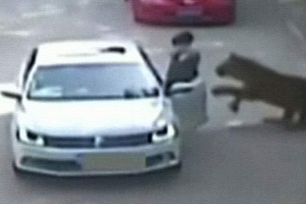 Tiger Attacks Woman,Tiger Attacks Woman Video China,Tiger Attacks Woman Viral Video, Tiger Attacks Woman Video Beijing Safari Park,Tiger Mauled Woman Video