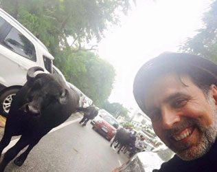 Akshay Kumar, Akshay Kumar Bull Fans, Akshay Kumar Bull Fans Rustom, Akshay Kumar Bull Following, Akshay Kumar Bull Fans Photo, Akshay Kumar Bull Fans Tweet