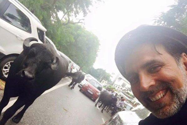 Akshay Kumar, Akshay Kumar Bull Fans, Akshay Kumar Bull Fans Rustom, Akshay Kumar Bull Following, Akshay Kumar Bull Fans Photo, Akshay Kumar Bull Fans Tweet