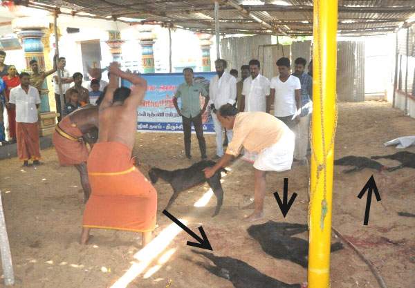 Kabali, Kabali Goats Bali, Kabali Goats Bali Evil Eye, Kabali Goats Bali Superstition, Rajinikanth Kabali Goats Bali, Rajinikanth Kabali Goats Bali Evil Eye