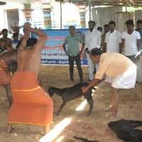 Kabali, Kabali Goats Bali, Kabali Goats Bali Evil Eye, Kabali Goats Bali Superstition, Rajinikanth Kabali Goats Bali, Rajinikanth Kabali Goats Bali Evil Eye