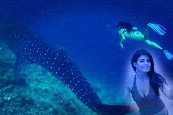 Jacqueline Fernandez, Jacqueline Fernandez Swimming, Jacqueline Fernandez Whale, Jacqueline Fernandez Swimming Whale, Jacqueline Fernandez Whale Shark, Jacqueline Fernandez Swimming Whale Shark