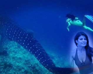 Jacqueline Fernandez, Jacqueline Fernandez Swimming, Jacqueline Fernandez Whale, Jacqueline Fernandez Swimming Whale, Jacqueline Fernandez Whale Shark, Jacqueline Fernandez Swimming Whale Shark